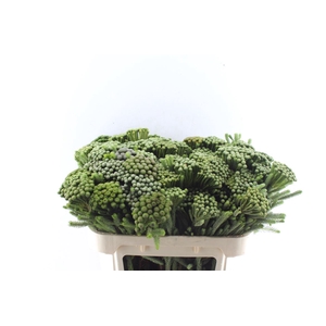 Kaaps Brunia Albiflora Xl