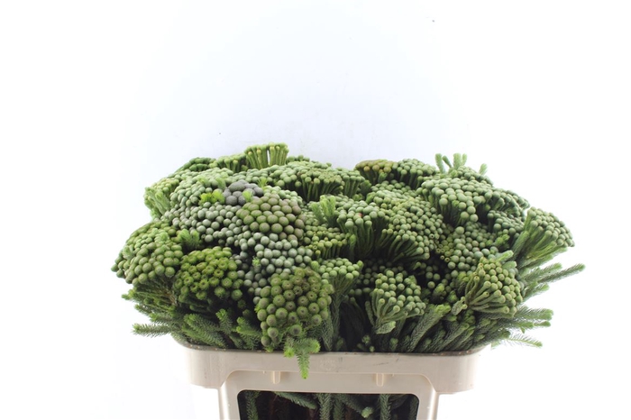 <h4>Kaaps Brunia Albiflora Xl</h4>