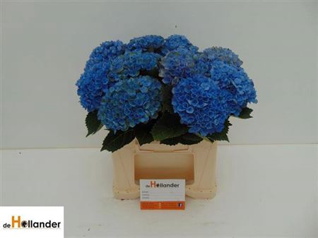 <h4>Hydr M Revolution Blauw</h4>