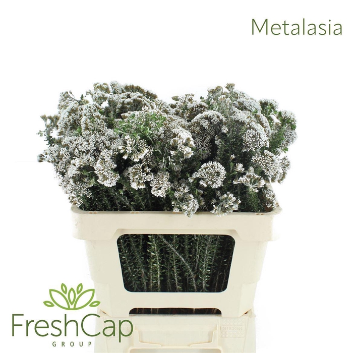 <h4>Metalasia muricata</h4>