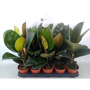 Ficus elastica 'Robusta'