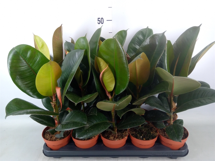 <h4>Ficus elastica 'Robusta'</h4>