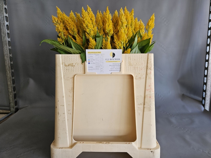 <h4>CEL P SUNDAY YELLOW</h4>