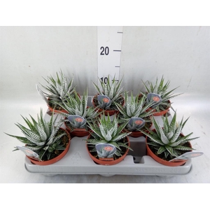 Haworthia fasciata 'Alba'