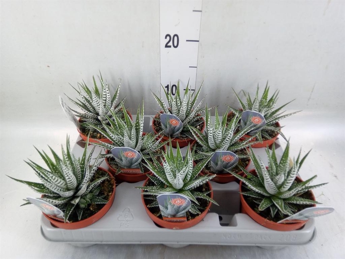 <h4>Haworthia fasciata 'Alba'</h4>