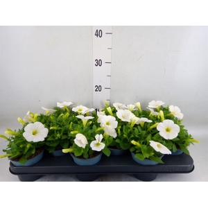 Petunia  'Potunia Plus White'