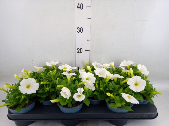 <h4>Petunia 'Potunia Plus White'</h4>