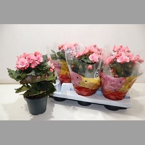 Beg Du Mo 2 Joy Pink