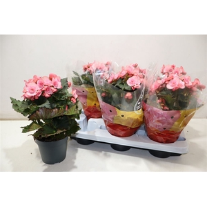 Beg Du Mo 2 Joy Pink