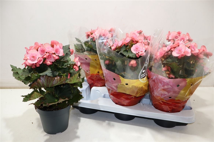 <h4>Beg Du Mo 2 Joy Pink</h4>