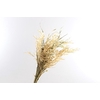Avena Selvatica Natural