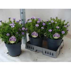 Aster dum. 'Alpha dk Purple Launch'