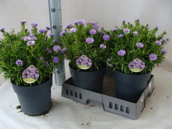 <h4>Aster dum. 'Alpha dk Purple Launch'</h4>