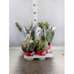Aeschynanthus   ...