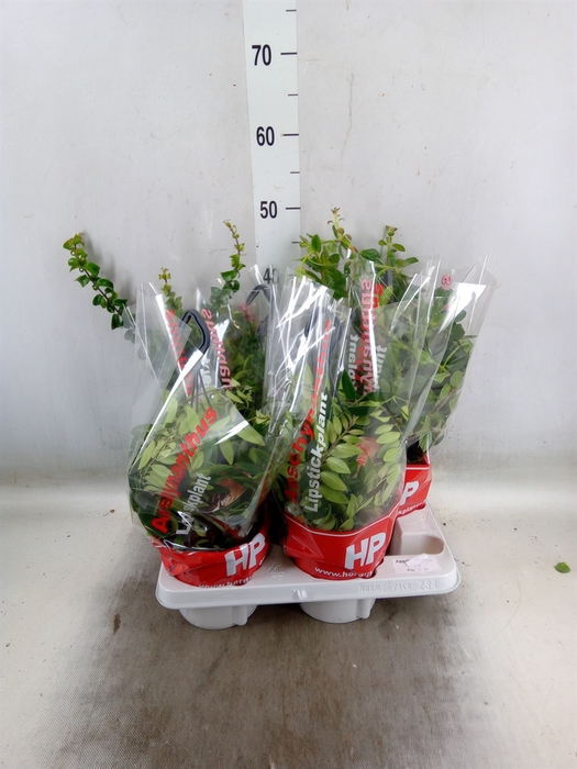 <h4>Aeschynanthus   ...</h4>