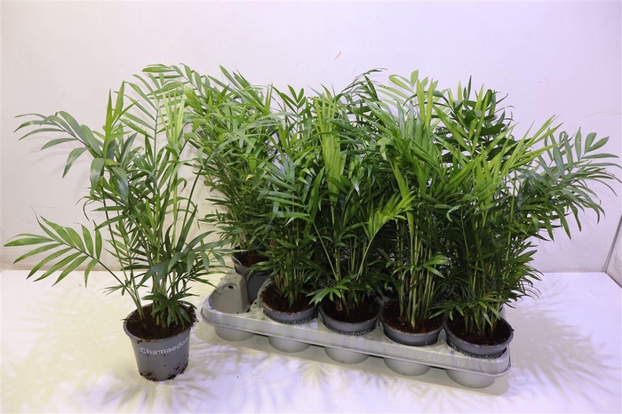 <h4>Chamaed Elegans</h4>