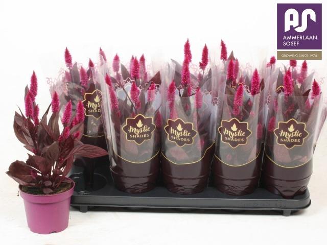 <h4>CEL MYSTIC SHADES</h4>