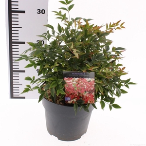 Nandina domestica 'Gulfstream'