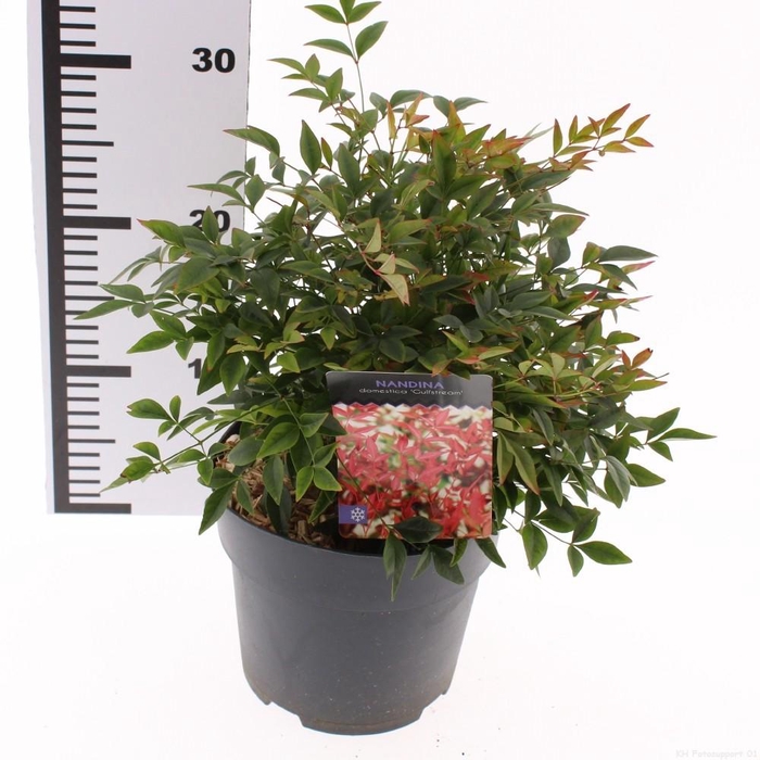 <h4>Nandina domestica 'Gulfstream'</h4>