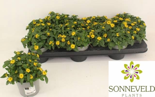 <h4>SANV PROCUMBENS</h4>