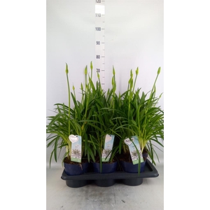 Agapanthus  'Amourette Superb Whit'