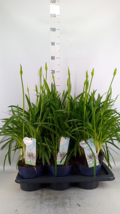 <h4>Agapanthus  'Amourette Superb Whit'</h4>