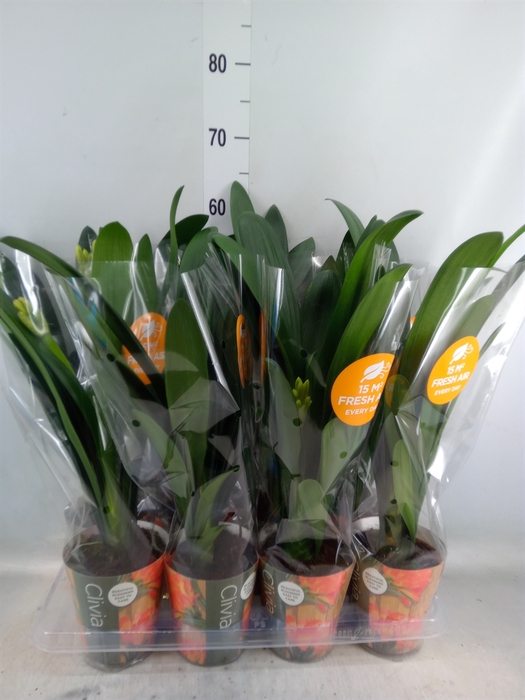 <h4>Clivia miniata</h4>