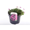 Erodium x variabile Bishops Form