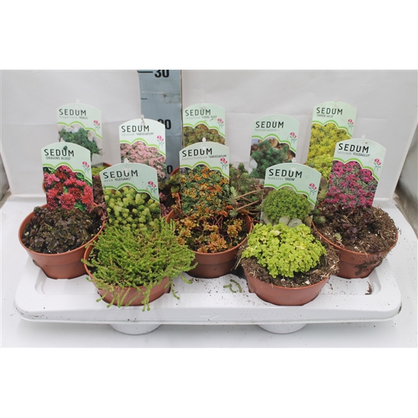 <h4>Sedum mix in tray</h4>