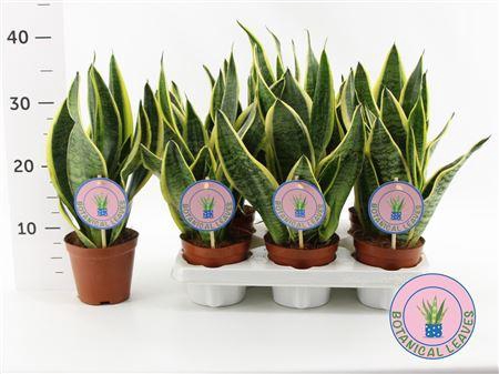 <h4>Sansev Futura Superb</h4>