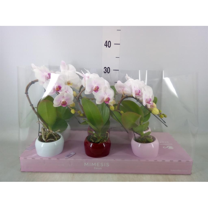 <h4>Phalaenopsis ...white</h4>