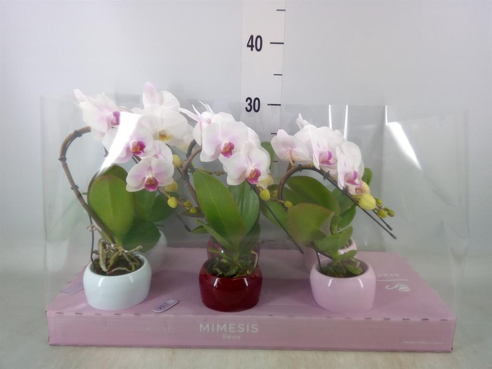 <h4>Phalaenopsis ...white</h4>