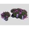 Aster D Alpha Pink