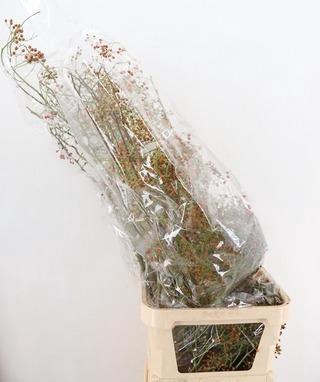 <h4>ROSA CORALLO</h4>