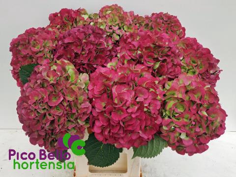 <h4>HYDR M MY VIENNA CL</h4>