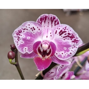 Phalaenopsis   ...rose