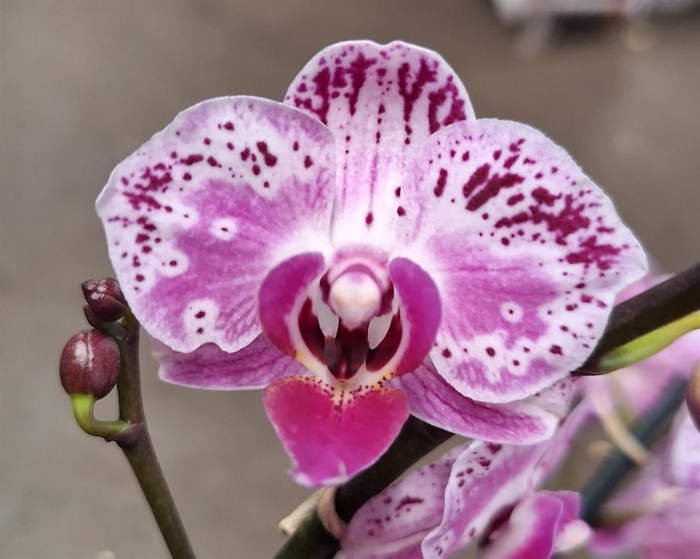 <h4>Phalaenopsis   ...rose</h4>