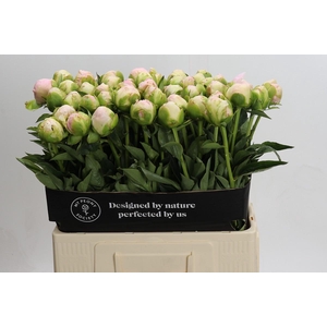 Paeonia In Full Sail