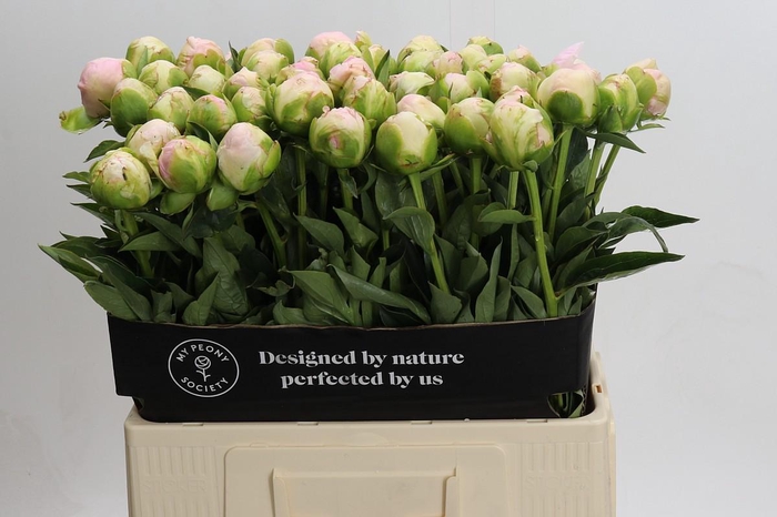 Paeonia In Full Sail