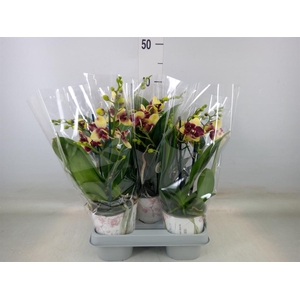 Phalaenopsis   ...mix