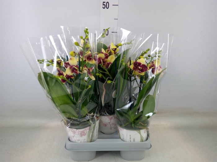 <h4>Phalaenopsis   ...mix</h4>
