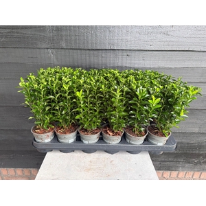 Euonymus japonicus 'Green Spire' P9