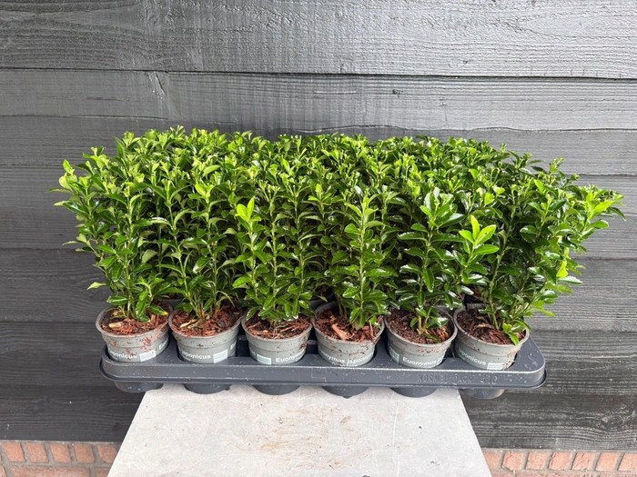 <h4>Euonymus japonicus 'Green Spire' P9</h4>
