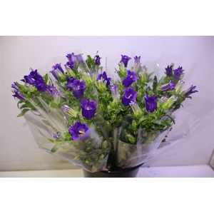 Camp M Champion Blue X5