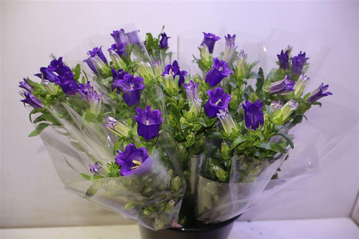 <h4>Camp M Champion Blue X5</h4>