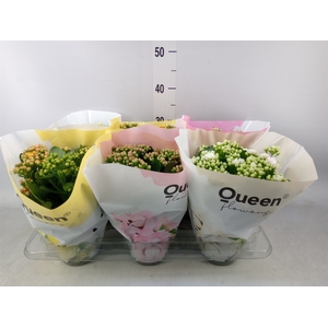 Kalanchoe blos.   ..rosebud mix GR