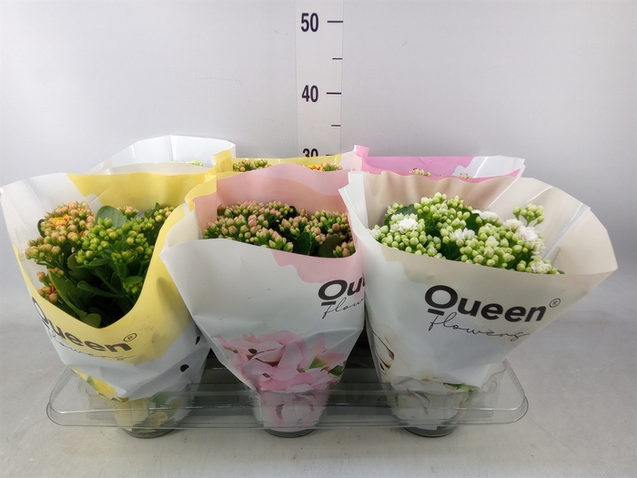 <h4>Kalanchoe blos.   ..rosebud mix GR</h4>