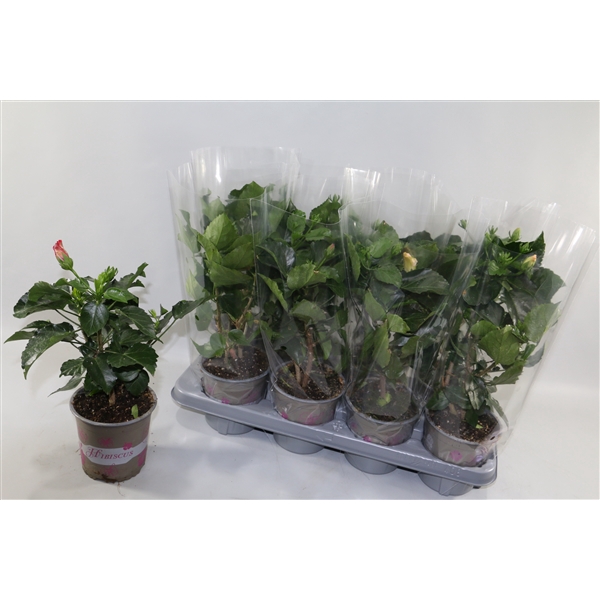 <h4>Hibiscus rosa sinensis 3+ "Enjoy the Summer®" mix dubbelbloemig</h4>