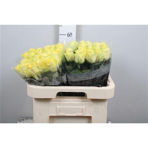 R Gr Minion Rose