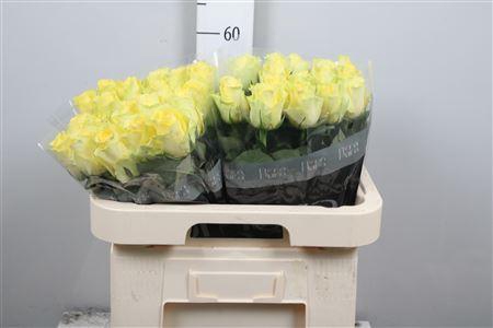R Gr Minion Rose